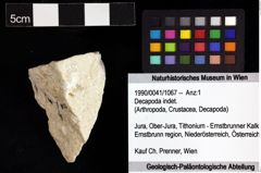 Foto (Objket + Etiketten) von Decapoda indet. 